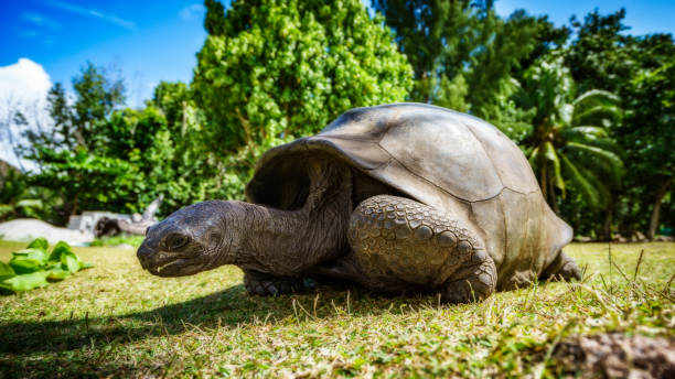 istock Portrait of a giant tortoise 858971694