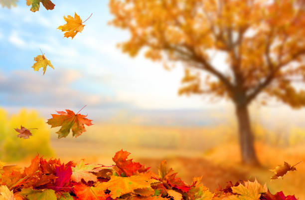 Beautiful  landscape with yellow trees,green grass and sun. Colorful foliage in the park. Falling  leaves natural background .