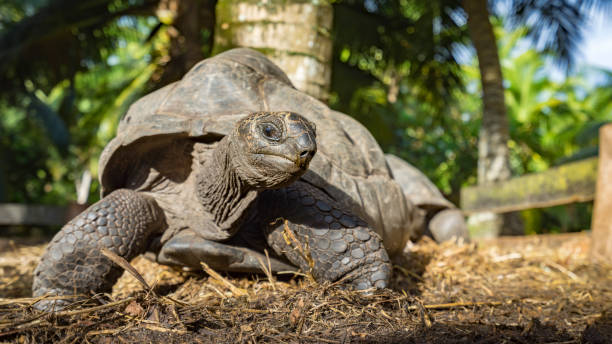 istock Portrait of a giant tortoise 858971960