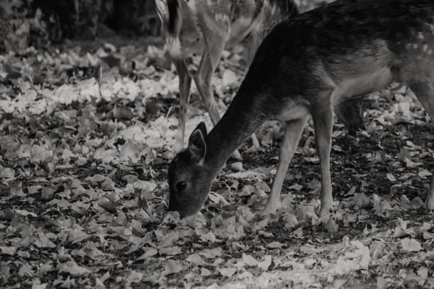 istock Deer buck in autumn 858972094