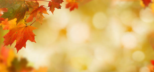 istock Falling autumn maple leaves natural background .Colorful foliage 858972306