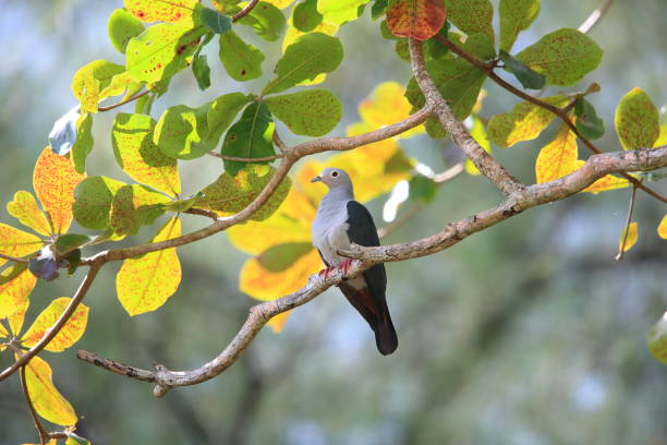 Island imperial pigeon (Ducula pistrinaria) in Manus Island, Papua New Guinea stock photo