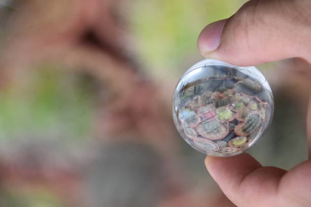 istock A cactus garden Through a crystal ball 858977782