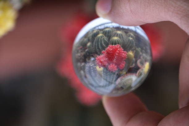 istock A cactus garden Through a crystal ball 858977944
