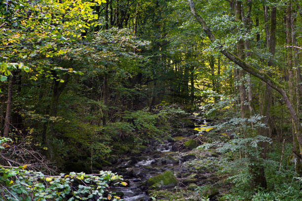 istock Little creek in the forest 858979506
