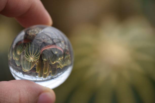 istock A cactus garden Through a crystal ball 858979716