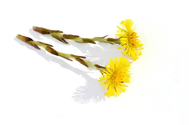 Coltsfoot flowers isolated on white background