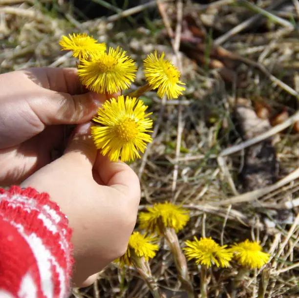 Childs hand picking coltsfoot flowers in spring