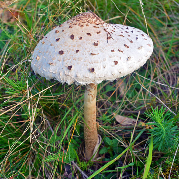 istock macrolepiota procera mushroom 858982518