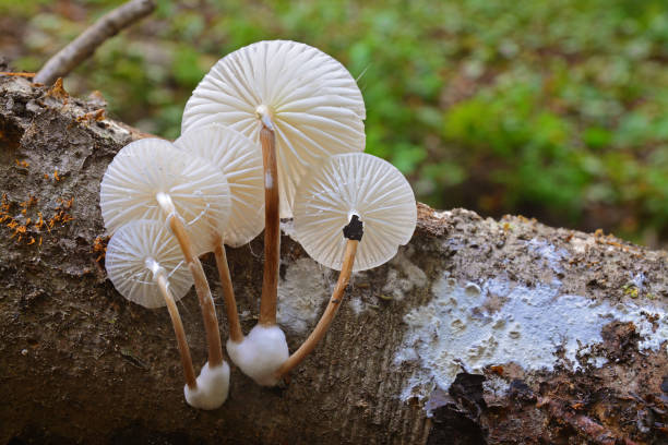 istock oudemansiella mucida mushroom 858982694