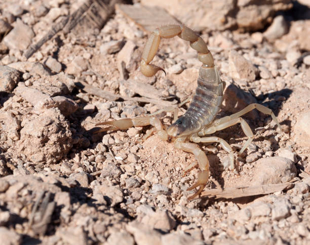 istock Arizona Giant Hairy Scorpion 858983106