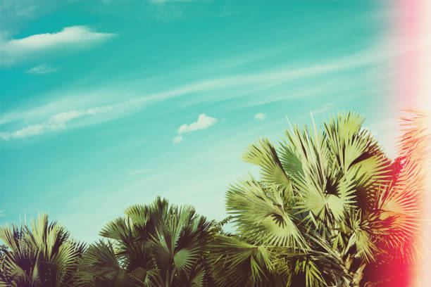 Hoi An, Quang Nam province, Vietnam: looking up at coconut palm trees fronds with fruits.