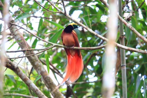 Raggiana Bird-of-paradise (Paradisaea raggiana) in Varirata National Park, Papua New Guinea stock photo