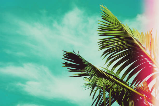 istock Coconut palm tree under blue sky. Vintage background. Travel card. Vintage effect 858985818
