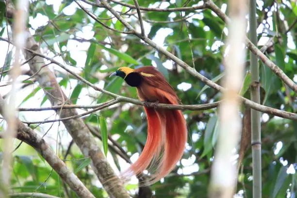 Raggiana Bird-of-paradise (Paradisaea raggiana) in Varirata National Park, Papua New Guinea