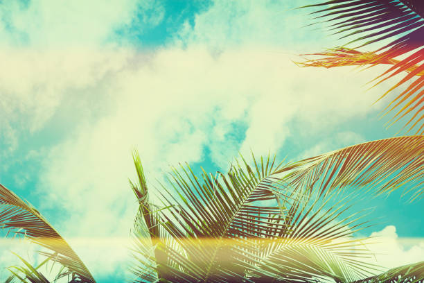 Coconut palm tree under blue sky. Vintage background. Travel card. Vintage effect
