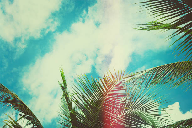 istock Coconut palm tree under blue sky. Vintage background. Travel card. Vintage effect 858986362