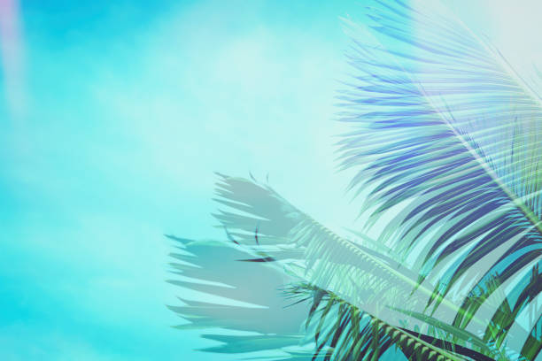 istock Coconut palm tree under blue sky. Vintage background. Travel card. Vintage effect 858986524