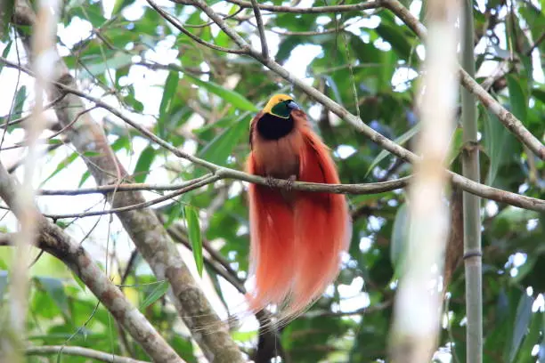 Raggiana Bird-of-paradise (Paradisaea raggiana) in Varirata National Park, Papua New Guinea