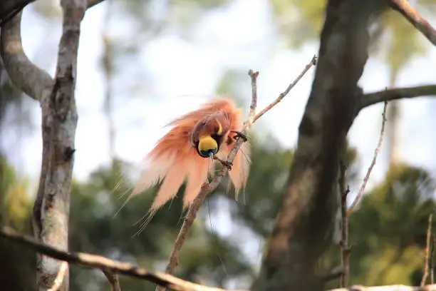 Photo of Raggiana Bird-of-paradise (Paradisaea raggiana) in Varirata National Park, Papua New Guinea