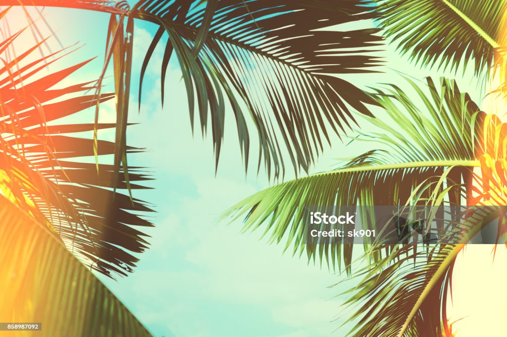 Coconut palm tree under blue sky. Vintage background. Travel card. Vintage effect Palm Tree Stock Photo