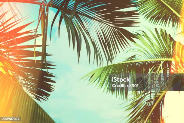 Coconut Palm Tree Under Blue Sky Vintage Background Travel Card Vintage Effect Stock Photo - Download Image Now