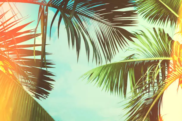 Coconut palm tree under blue sky. Vintage background. Travel card. Vintage effect