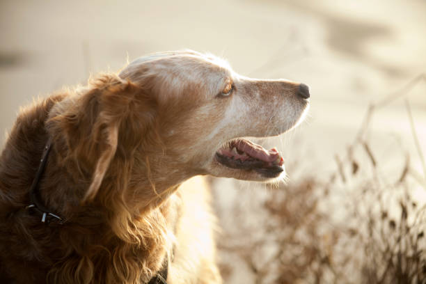istock Spaniel with beach and seascape at dusk background.. 858987110