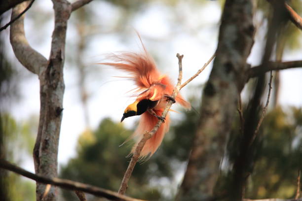Raggiana Bird-of-paradise (Paradisaea raggiana) in Varirata National Park, Papua New Guinea stock photo