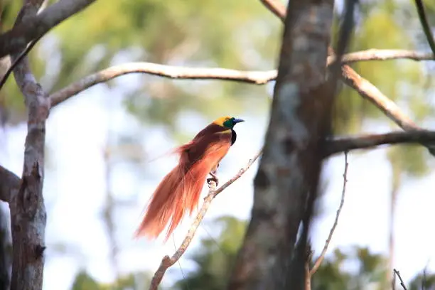 Photo of Raggiana Bird-of-paradise (Paradisaea raggiana) in Varirata National Park, Papua New Guinea