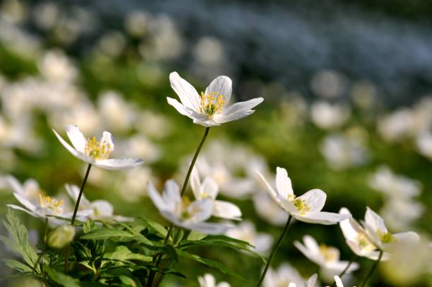 nemorosa anemone - anemone flower wood anemone windflower flower zdjęcia i obrazy z banku zdjęć
