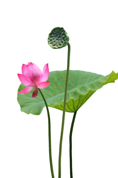 istock Lotus flower and lotus seedpod 858993930