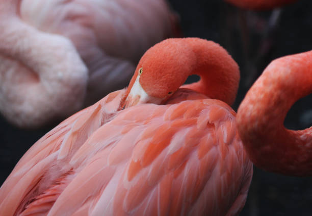 istock American flamingo (Phoenicopterus ruber) 858993988