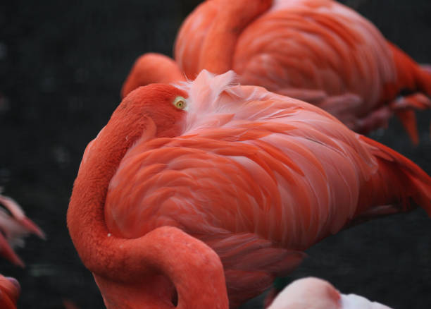 istock American flamingo (Phoenicopterus ruber) 858994024