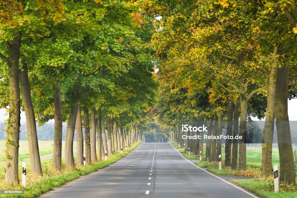 Treelined country road in autumn Road Stock Photo