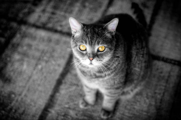 Taken by Nikon D850
