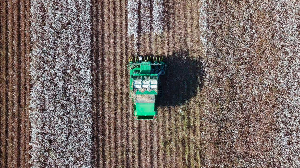 istock Aerial view of a Cotton picker working in a field. 859006904