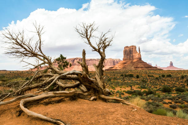 istock Monument Valley, old trees - Arizona, AZ, USA 859010136