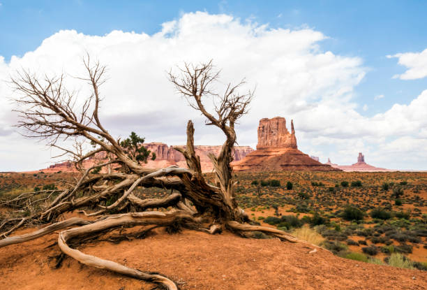 istock Monument Valley, old trees - Arizona, AZ, USA 859010194
