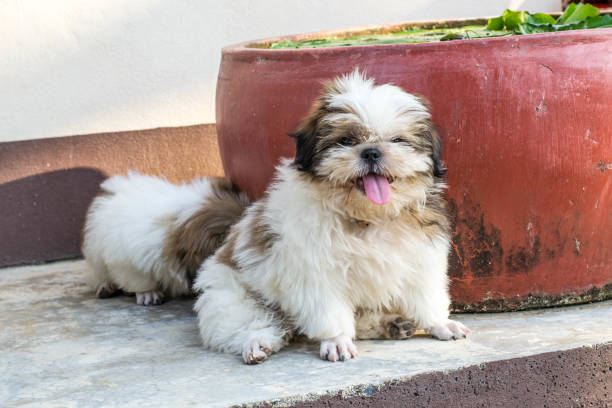 istock Shih Tzu puppies 859010326