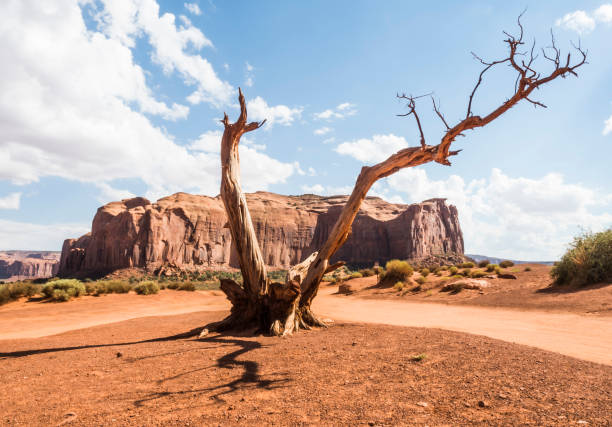 istock Twisted dry tree with shadow - Monument Valley panorama - Arizona, AZ, USA 859010864