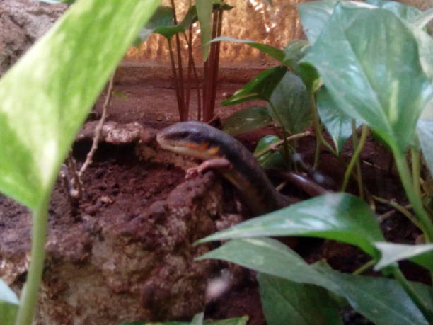 istock un reptile  schilling out 859011008