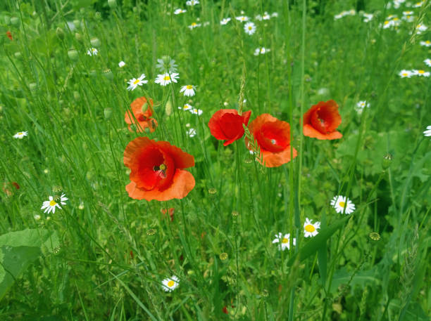 istock Wild flowers. Red poppies, chamomiles and green grass. Background image, selective focus. 859014336