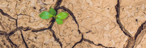 istock BANNER tree growing on cracked earth. growing tree save. the world environmental problems. cut tree Long Format 859014434