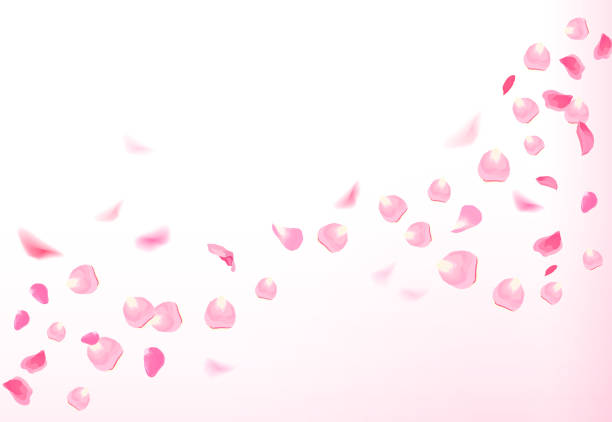 istock Pink rose petals is flying in the air with flares 859018196