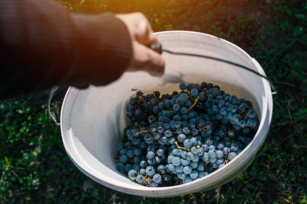 istock Male viticulturist harvesting grapes 859020494