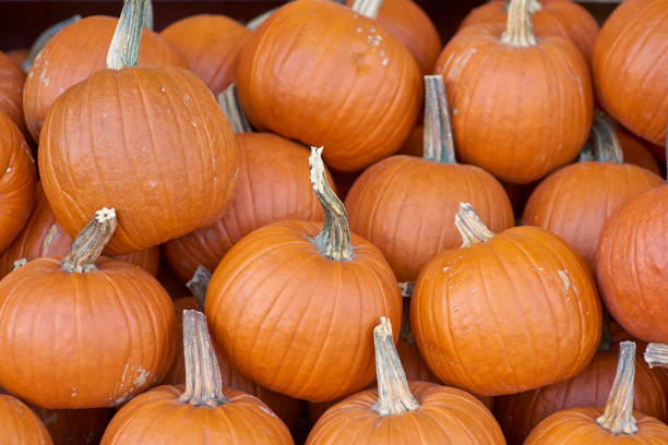 istock Pumpkins & Gourds during Fall Season 859020574