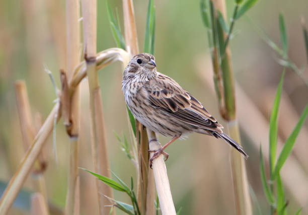 istock The corn bunting (Emberiza calandra) sits on the reed 859023718