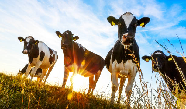 istock Group of cows in the evening light 859026128