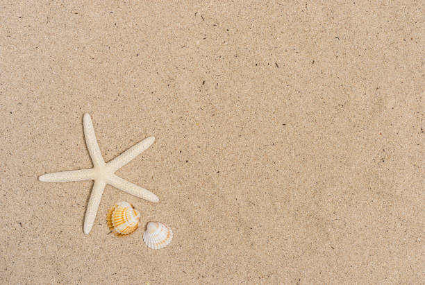 istock Starfish and seashells on the beach 859028954
